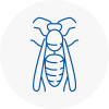 Herne Bay Wasp Nest Removal